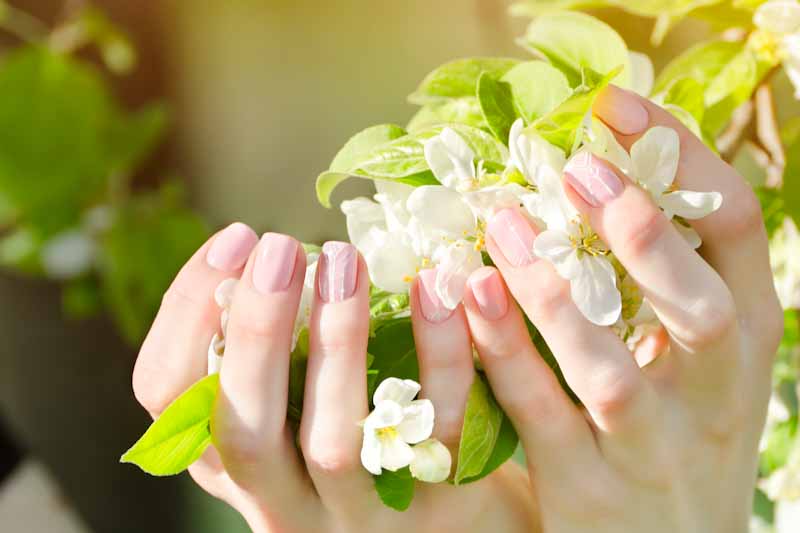 Female hands with apple tree flowers, manicure. Close up